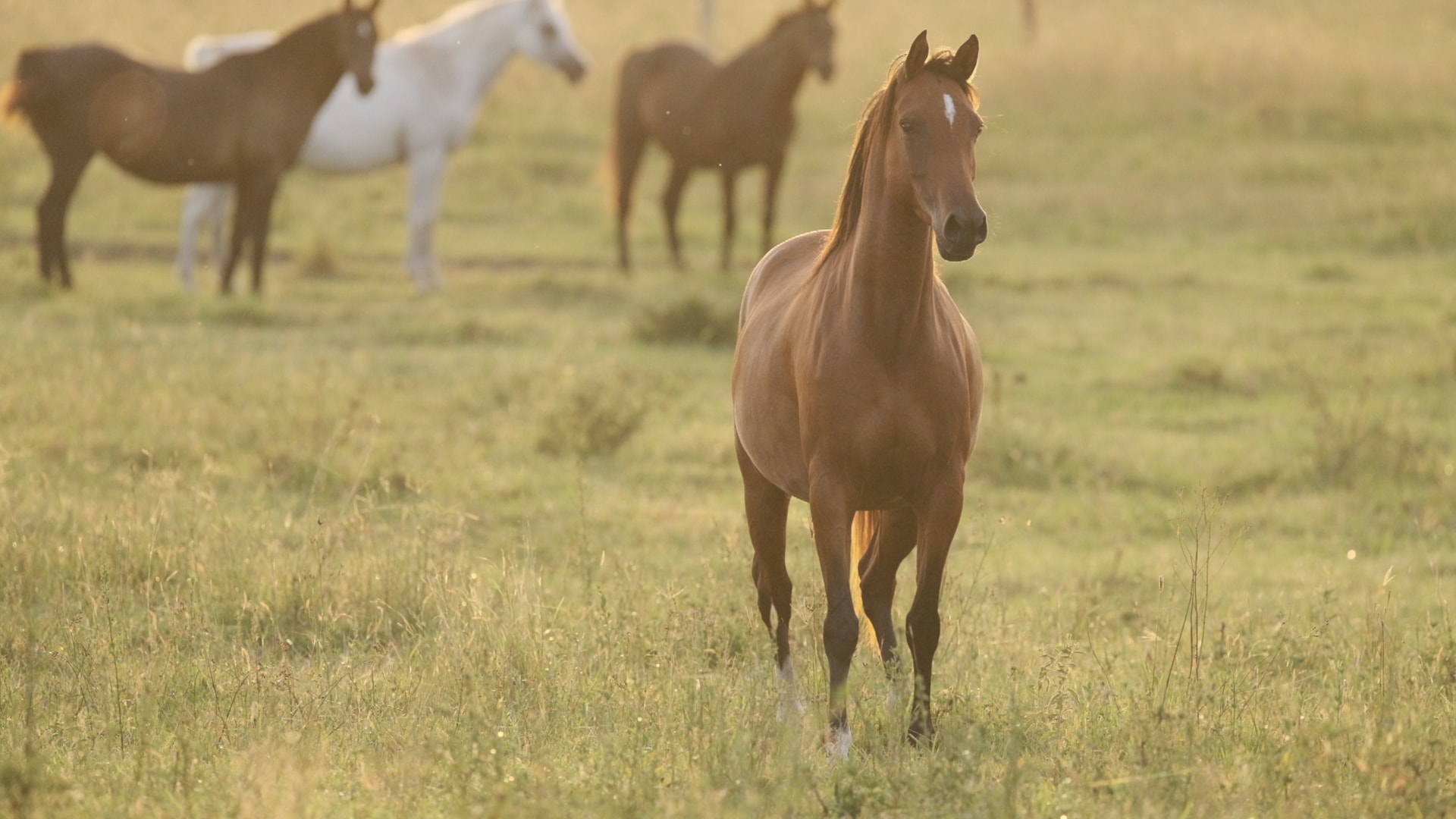 Queensland Renaissance — Toft Arabians