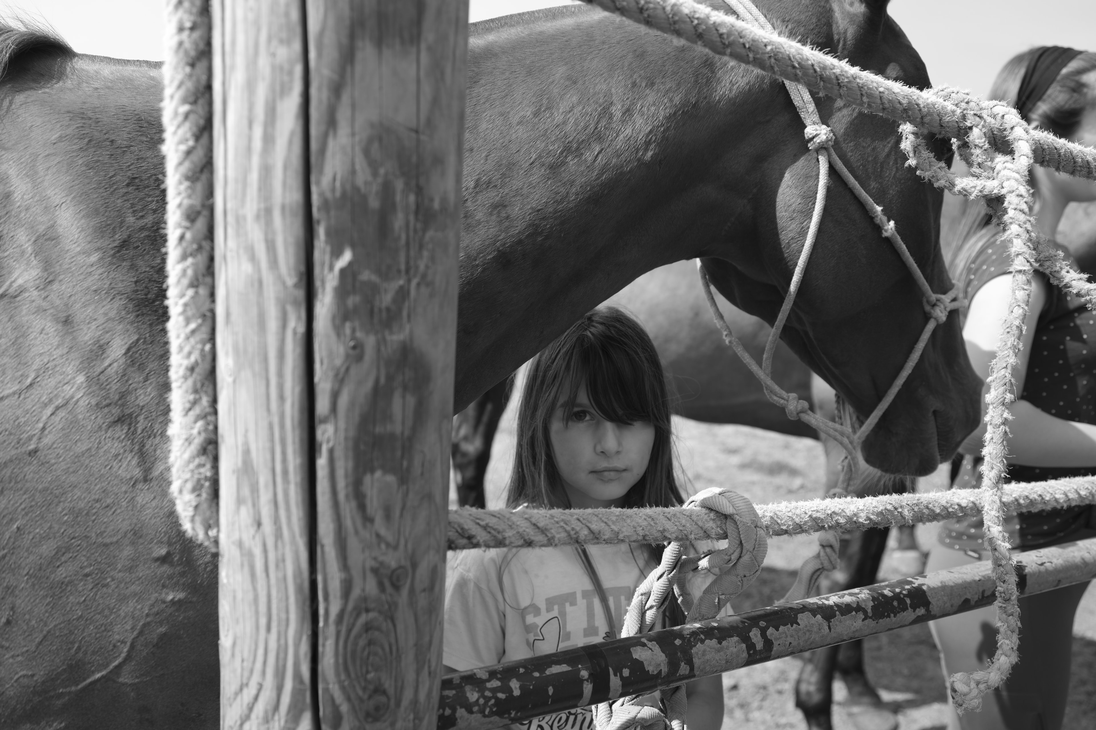 Child with horses by rustic fencing — Été à Saint-André-d'Hébertot, Normandy 2025