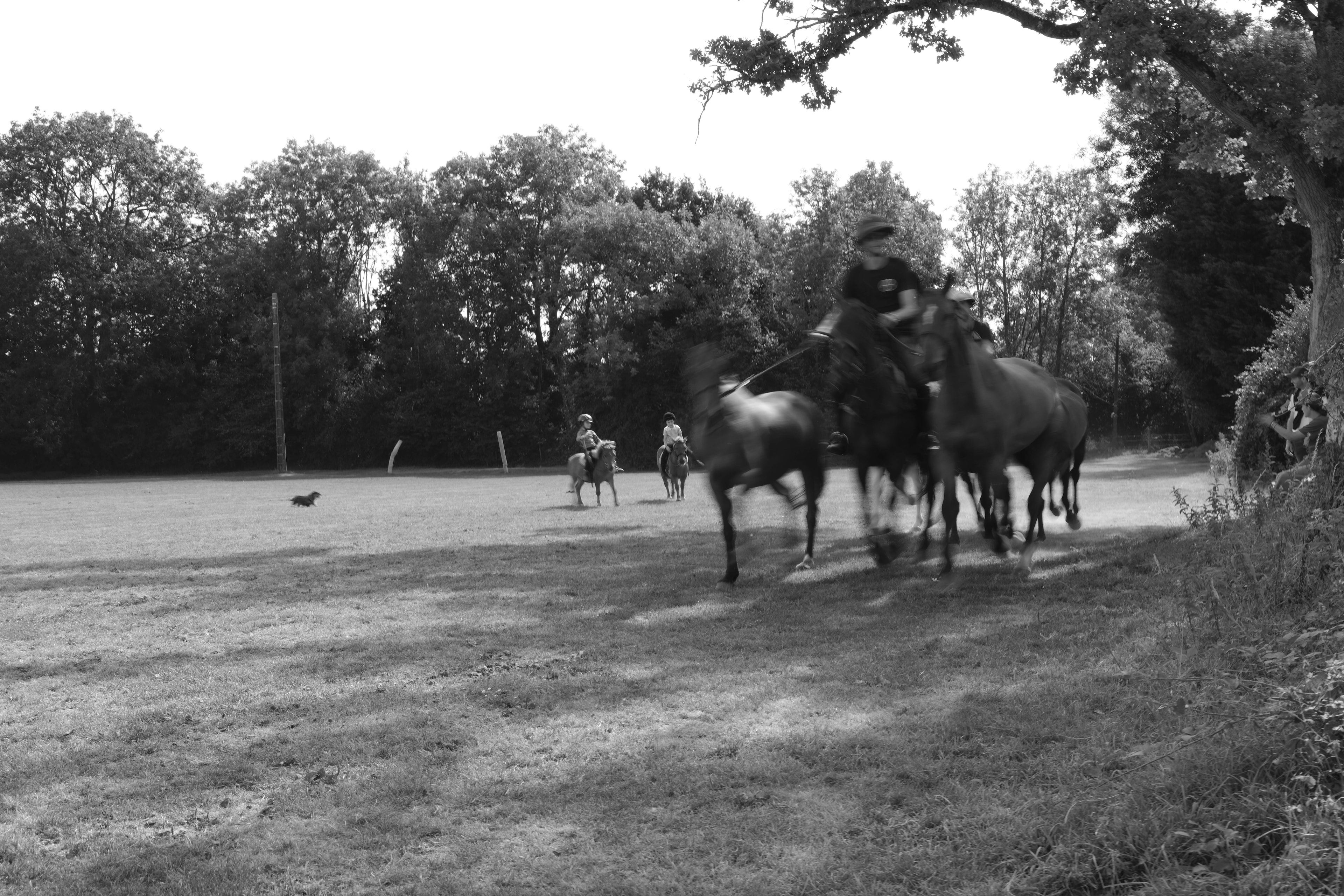 Group of riders cantering along a field edge, motion blur, dog running in distance — Été à Saint-André-d'Hébertot, Normandy 2025