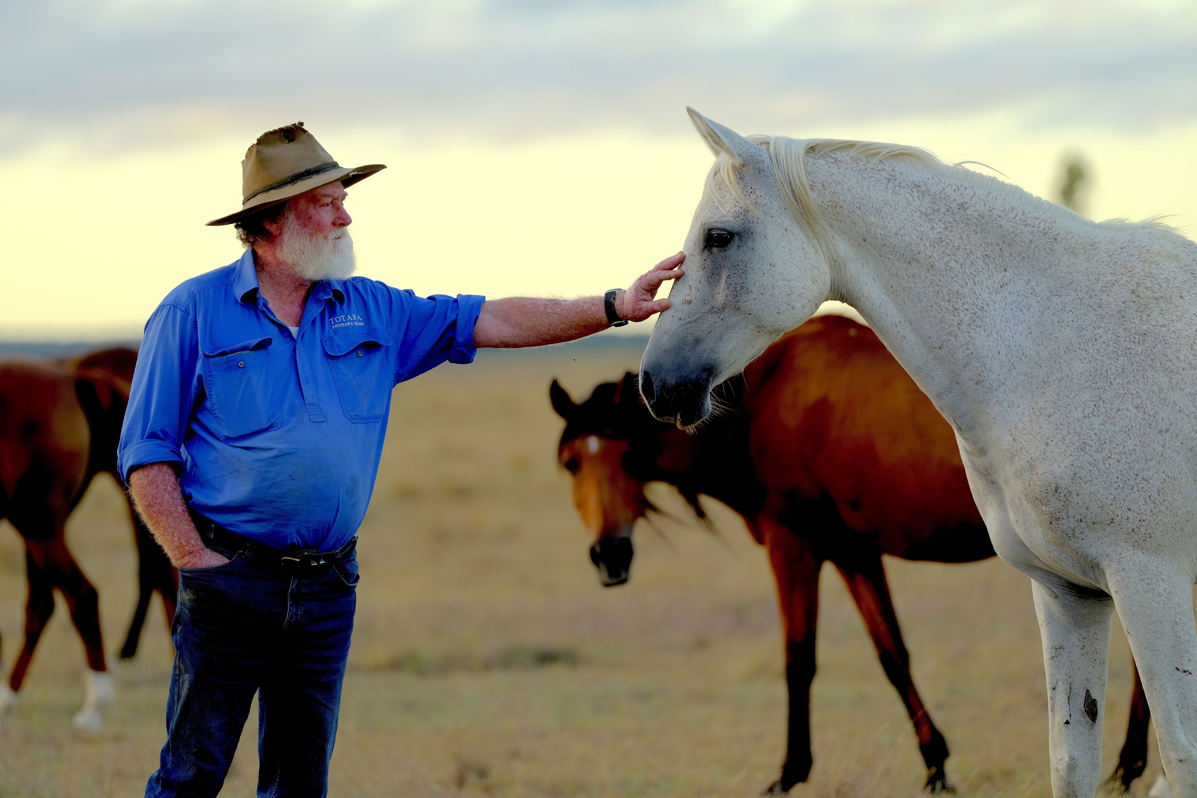 Man in Akubra with white horse, mob of horses behind — Queensland