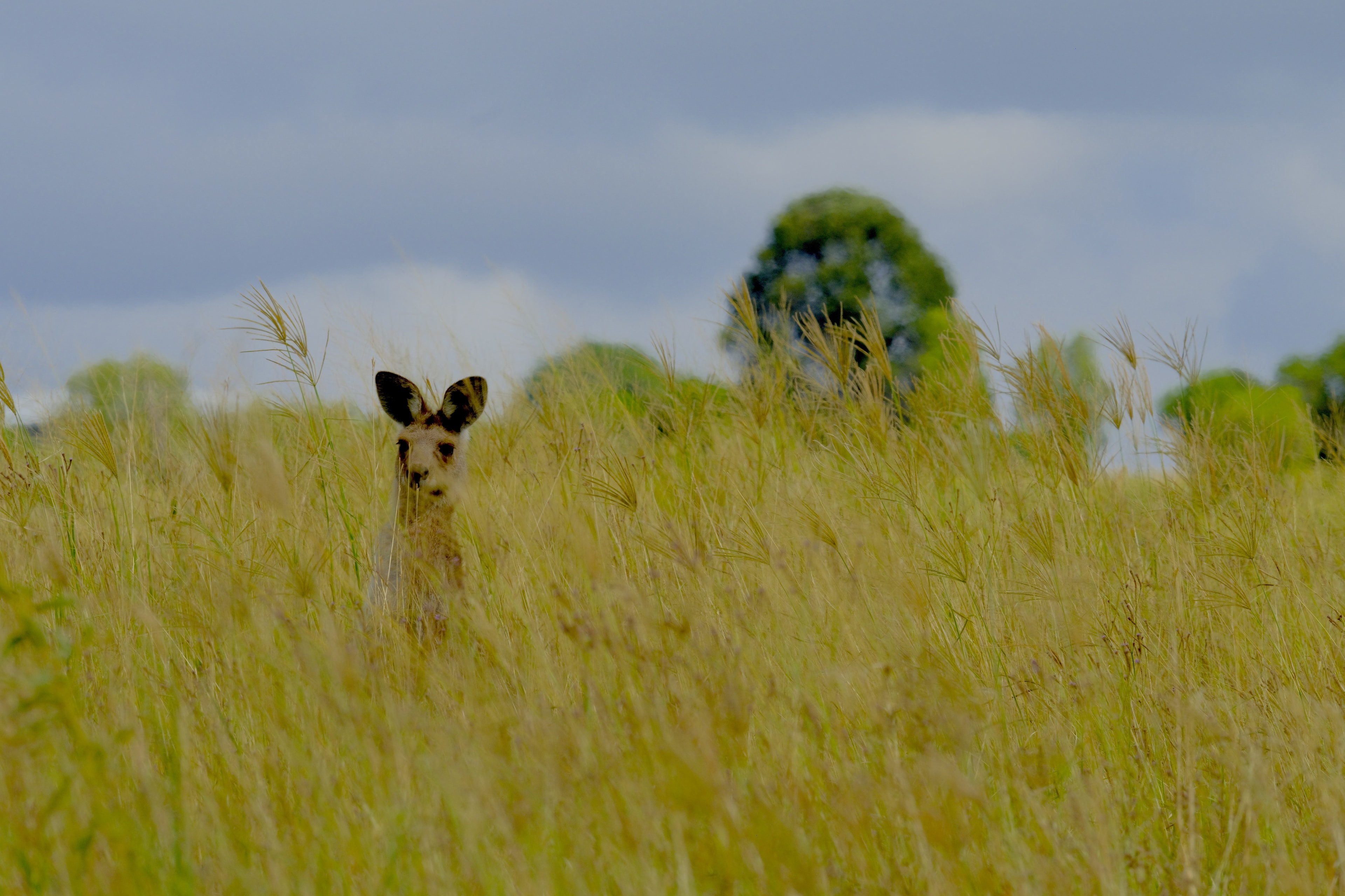 Kangaroo peering through tall golden grass, stormy sky — Queensland