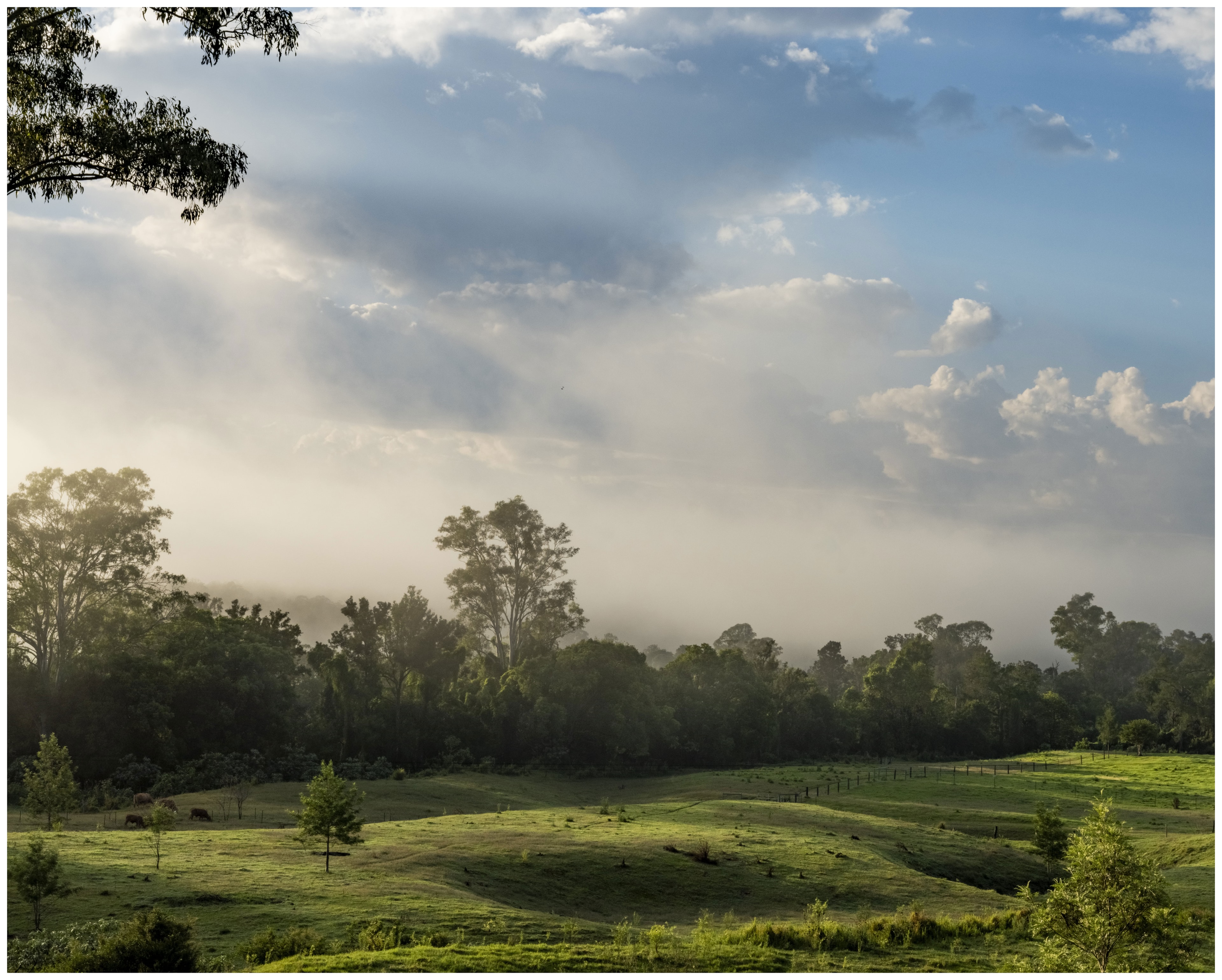Pastoral Queensland landscape, god-rays through mist, cattle grazing